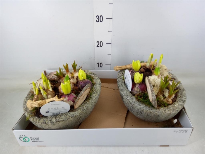 <h4>Arr. Bol/Knolgewas L%</h4>