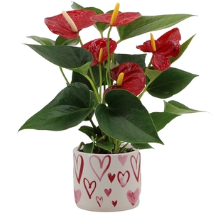 Anthurium Diamond Red in Stockholm ceramics