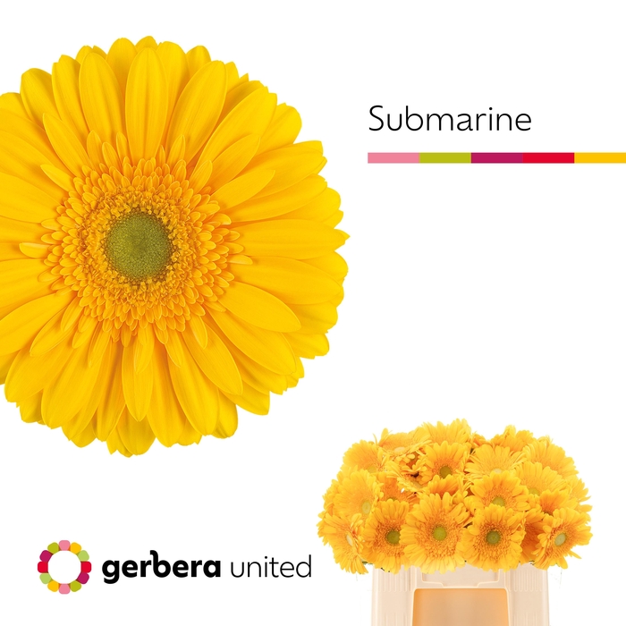 <h4>GE GR SUBMARINE</h4>