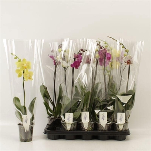 PHAL GEM