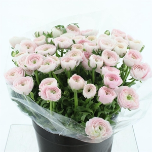 Ran Su Sr Hanoi Super