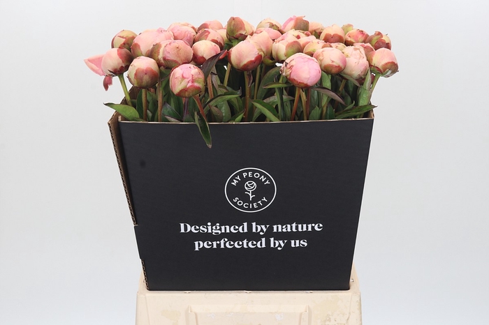 <h4>Paeonia Albert Crousse</h4>