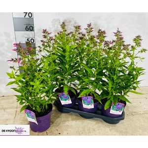 PHLOX PANICUL GRP OV