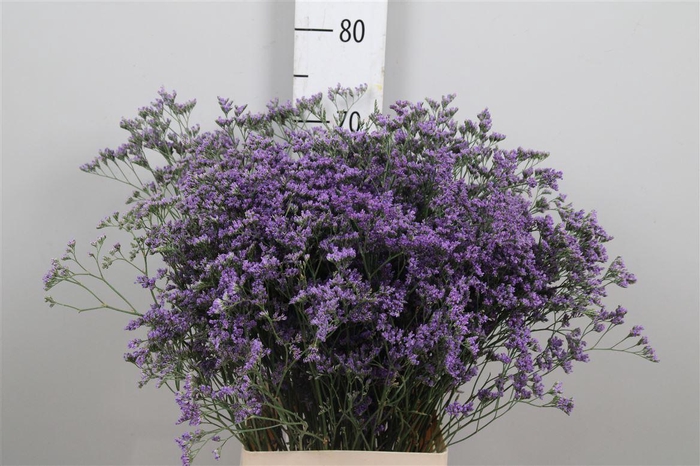 <h4>Lim Maine Blue</h4>