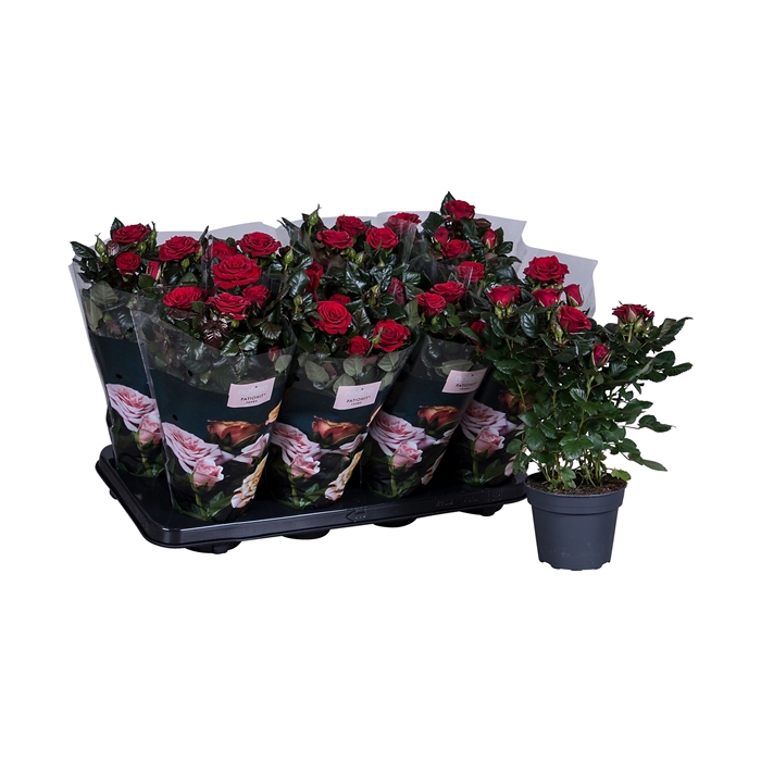 <h4>Nolina Roses Ø 13 cm Red st. 2-3</h4>