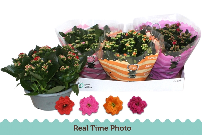 <h4>KAL GE GEM 4 KL</h4>