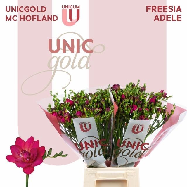 <h4>FR DU ADELE</h4>