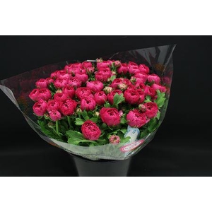 Cloni Super Cyclaam 560