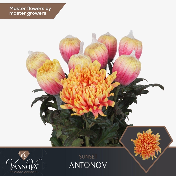 <h4>Chr G Antonov Sunset</h4>