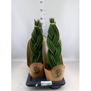 Sansevieria cyl.  ...