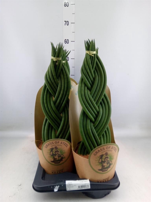 <h4>Sansevieria cyl. ...</h4>