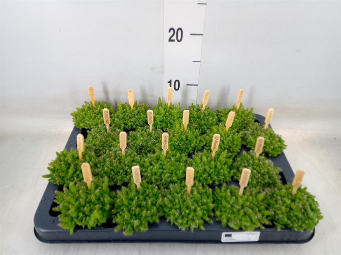 <h4>Hylocereus undatus</h4>