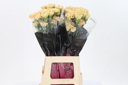 <h4>Di St Ambar</h4>