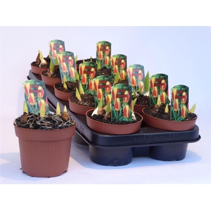 arr8 Tulp Streza Red/yellow