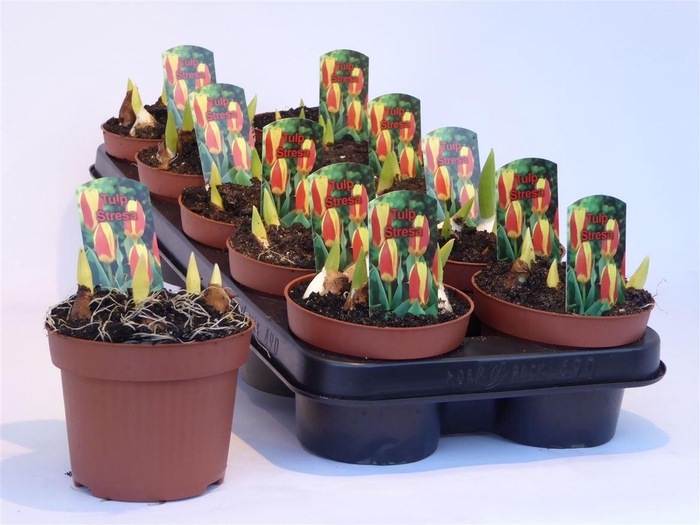 <h4>arr8 Tulp Streza Red/yellow</h4>