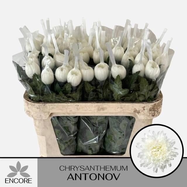 <h4>CHR G ANTONOV</h4>