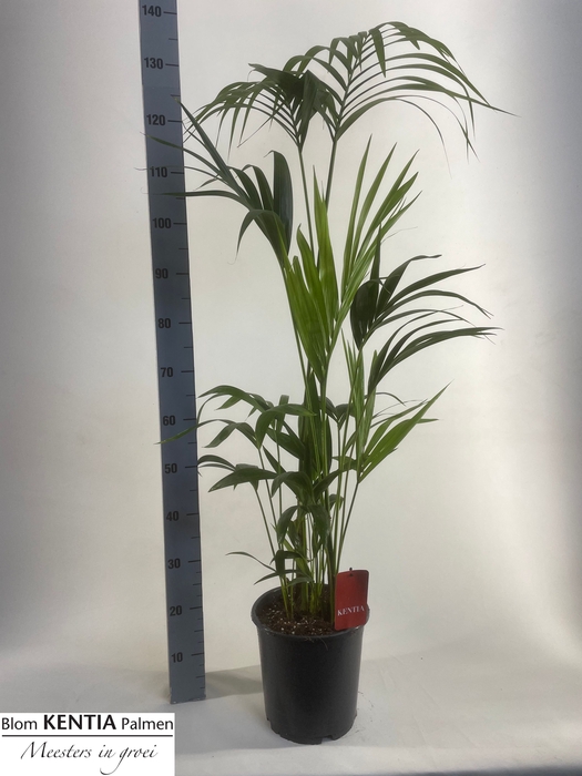 <h4>HOWEA FORSTERIANA</h4>