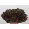 Leucadendron Saf Sunset Dark R.