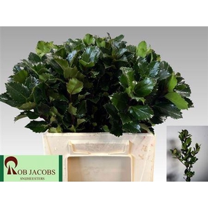 Ilex Bl M Blu Prince 40 Cm