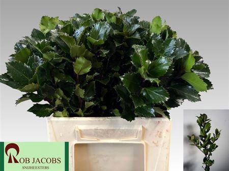 <h4>Ilex Bl M Blu Prince 40 Cm</h4>