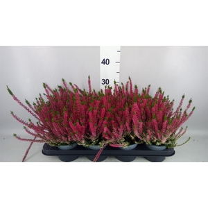 Calluna vulg. 'Beauty L Steffi'