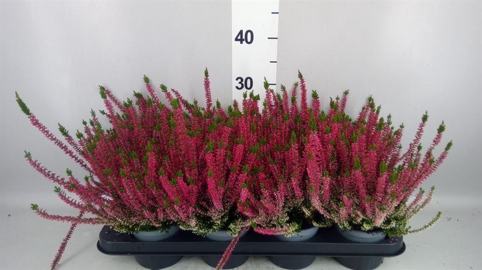 <h4>Calluna vulg. 'Beauty L Steffi'</h4>