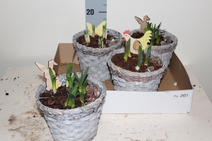 <h4>ARR BOL KNOLGEWAS</h4>