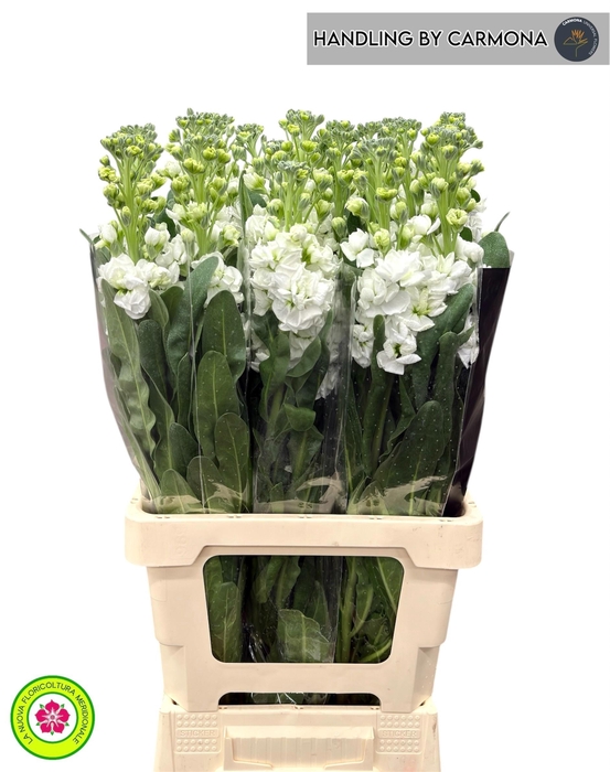 <h4>MATTH IRON WHITE</h4>