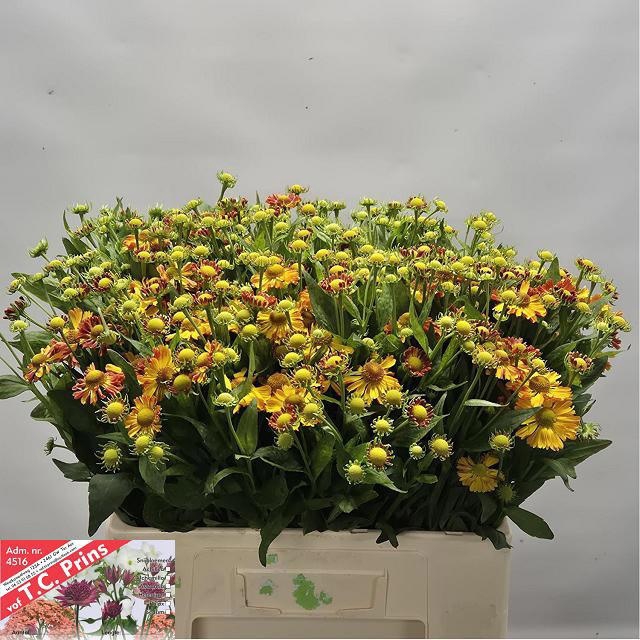 <h4>HELEN ORANGE BEAUTY</h4>