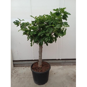 Ficus carica (Vijg) stam 90ltr, d.20-30