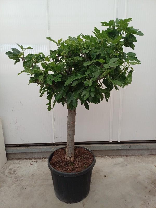 <h4>Ficus carica (Vijg) stam 90ltr, d.20-30</h4>
