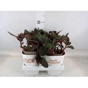 Ludisia discolor