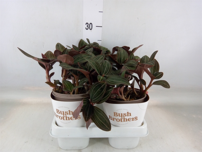 <h4>Ludisia discolor</h4>