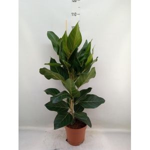 Ficus benghalensis 'Joy'