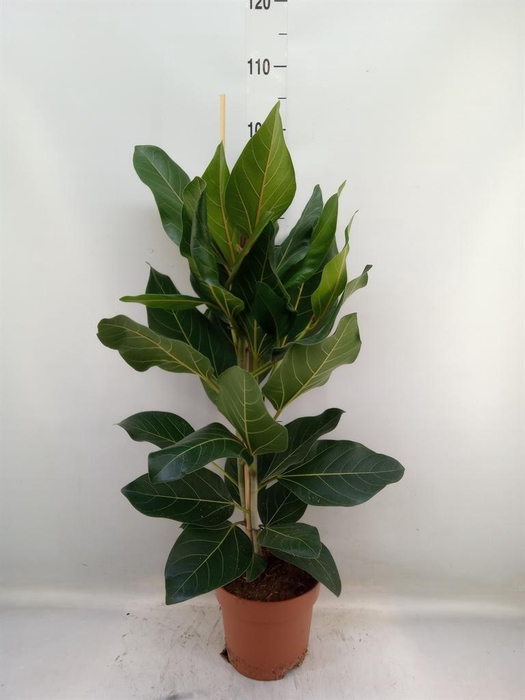 <h4>Ficus benghalensis 'Joy'</h4>