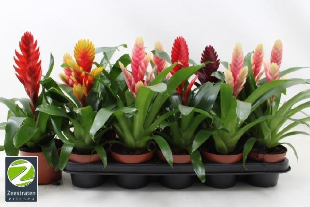 <h4>VRIES GEM 5 SRT</h4>