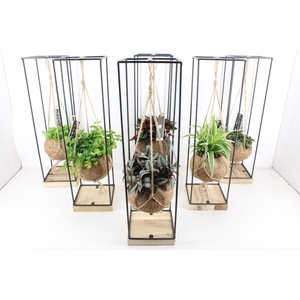 arr3 Kokoplant - Hang frame XL x6