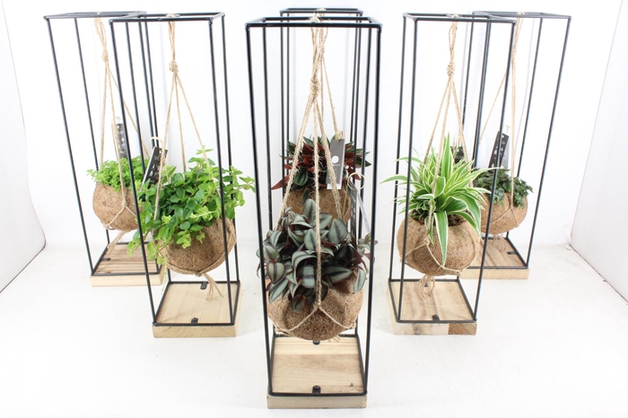 <h4>arr3 Kokoplant - Hang frame XL x6</h4>