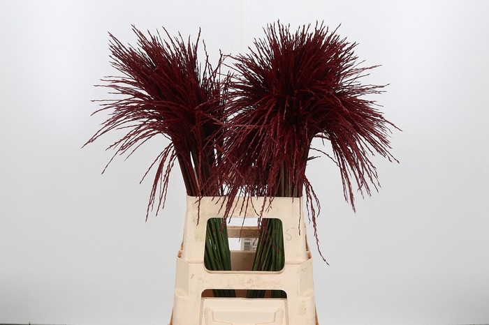 <h4>Miscanthus Kl Bh Bordeaux</h4>