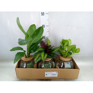 Planten  ..mix