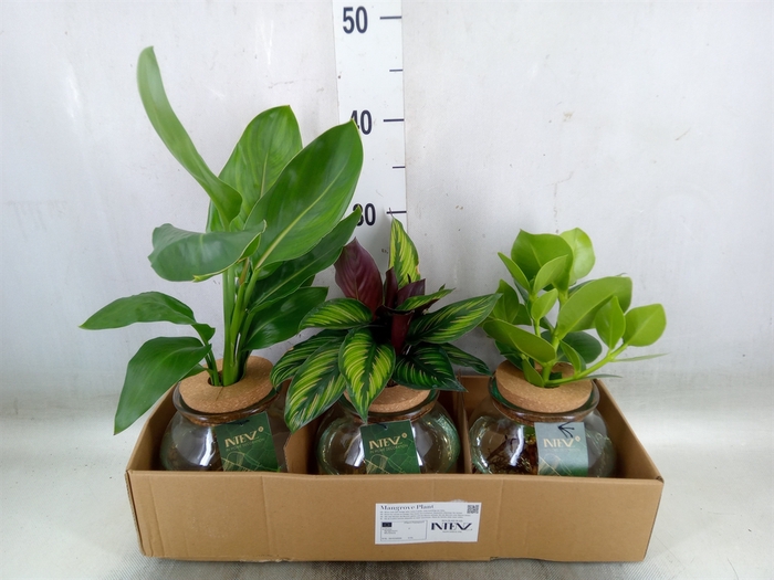 <h4>Planten  ..mix</h4>