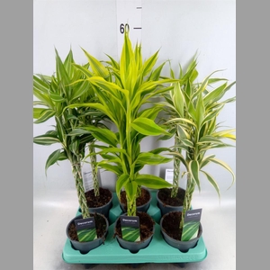 Dracaena sand.   ...mix 3