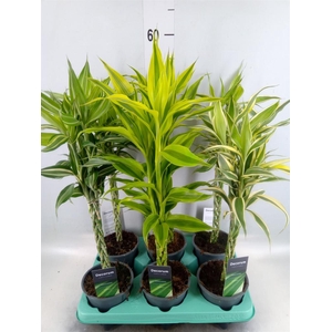 Dracaena sand. ...mix 3