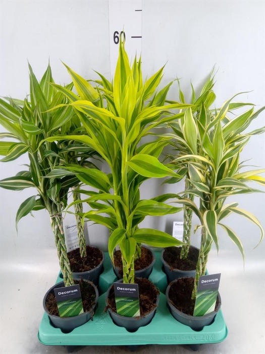 <h4>Dracaena sand.   ...mix 3</h4>