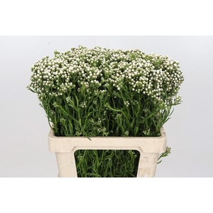 Ixodia White