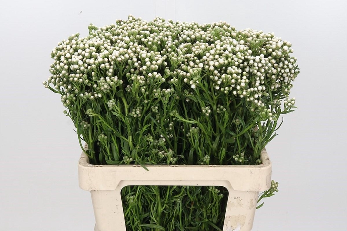 <h4>Ixodia White</h4>