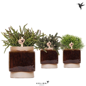 Kolibri Greens Rhipsalis mix in Classy Cube pot