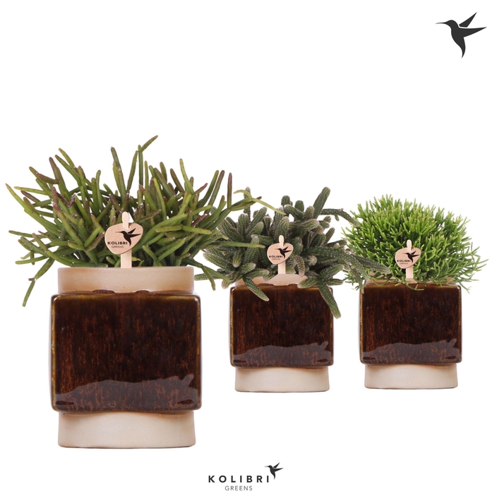 <h4>Kolibri Greens Rhipsalis mix in Classy Cube pot</h4>