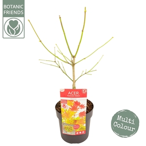 Acer shirasawanum 'Moonrise' ® PREMIUM