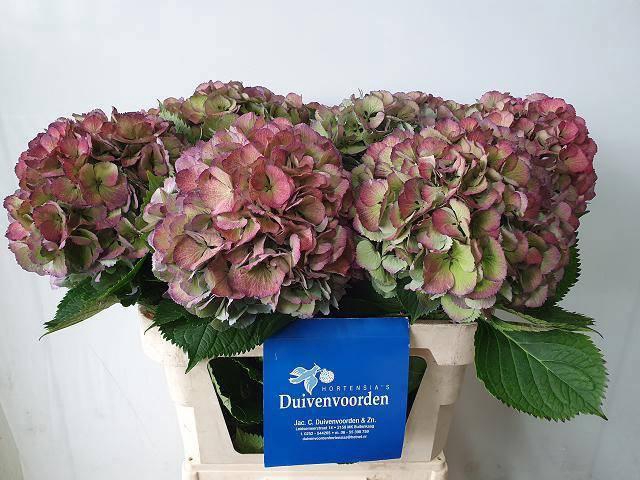 <h4>HYDR M ELBTAL CL</h4>